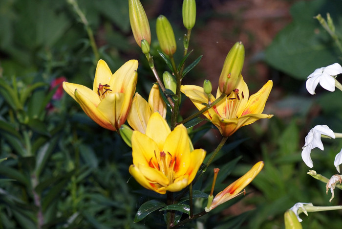 백합 - Lily, Lilium longiflorum Thunb.