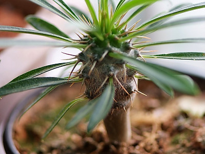 라메리 사진 - Pachypodium rutenbergianum var. lamerei  Photos