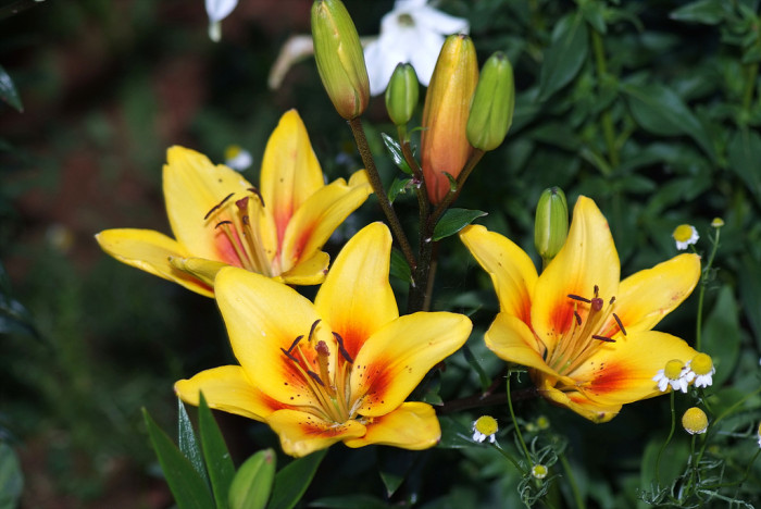 백합 - Lily, Lilium longiflorum Thunb.