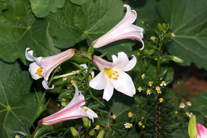 백합 - Lily, Lilium longiflorum Thunb.
