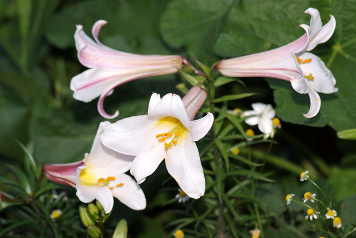 백합 - Lily, Lilium longiflorum Thunb.