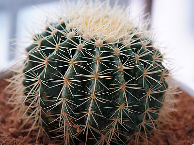 금호 사진 - Echinocactus grusonii Photos