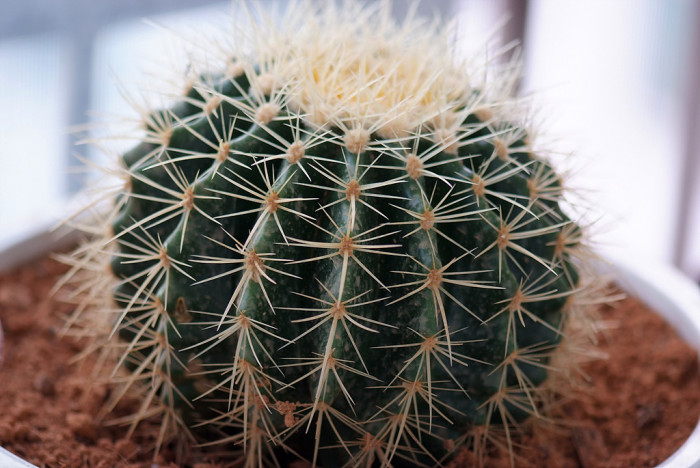 금호 - Golden Barrel, Echinocactus grusonii