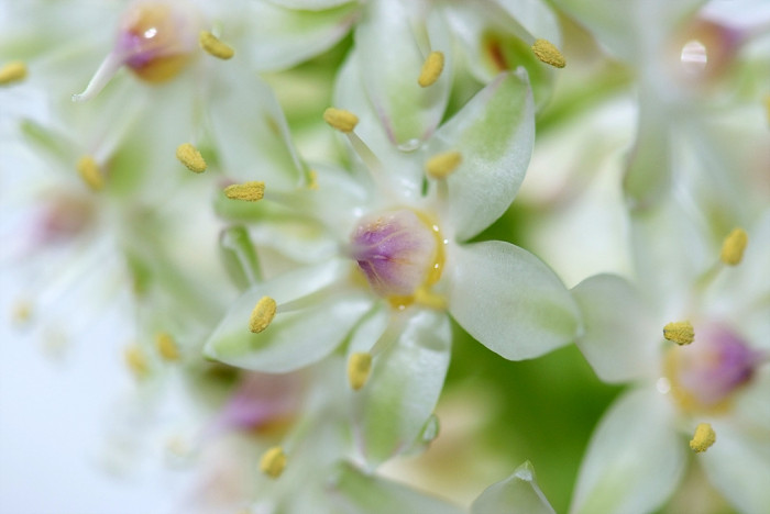 파인애플릴리 - Pineapple Lily, pineapple flowers, Eucomis