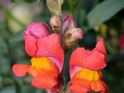 금어초 사진 - Antirrhinum majus Photos