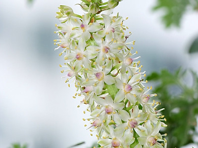 파인애플릴리 사진 - Eucomis Photos