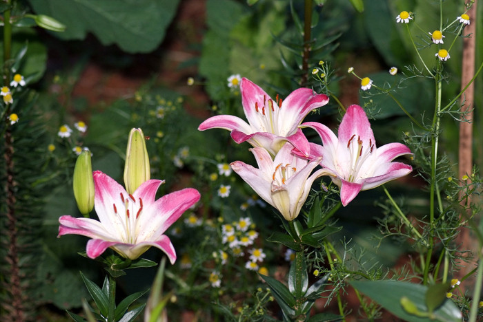 백합 - Lily, Lilium longiflorum Thunb.