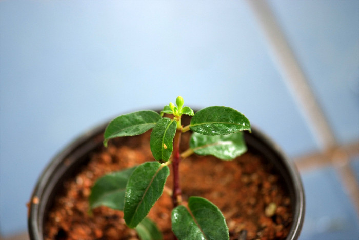 후쿠시아 - Common garden fuchsia, Fuchsia spp.