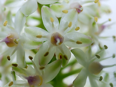 파인애플릴리 사진 - Eucomis Photos