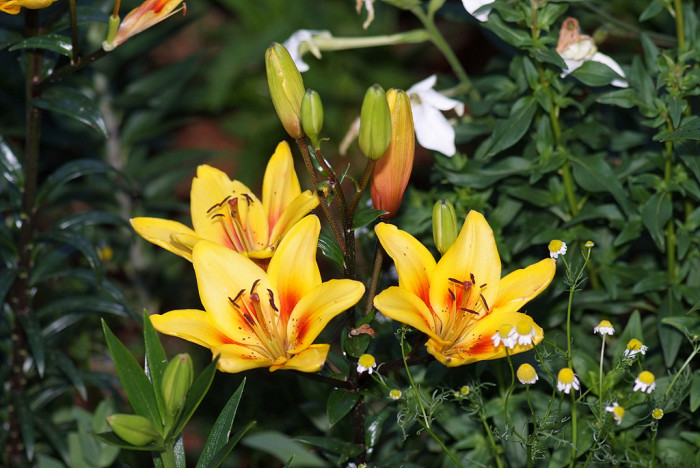 백합 - Lily, Lilium longiflorum Thunb.