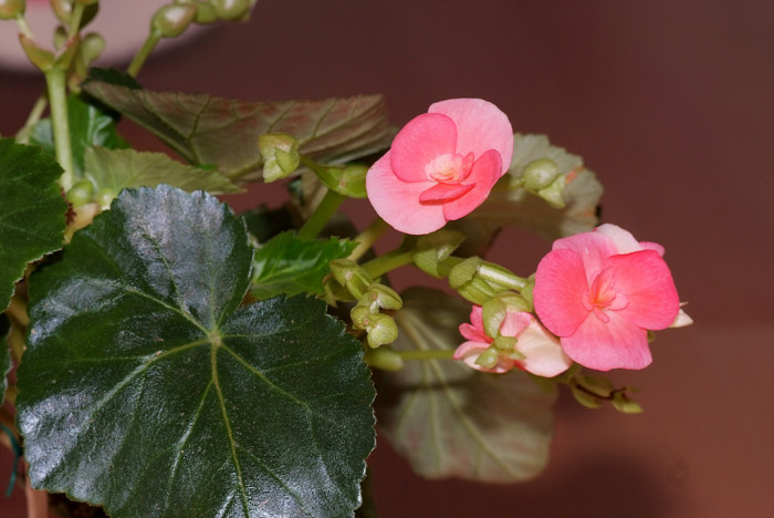 꽃베고니아 - Wax Begonias, Begonia semperflorens