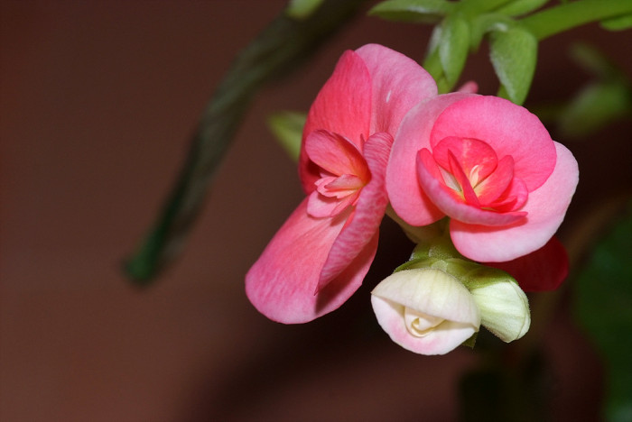 꽃베고니아 - Wax Begonias, Begonia semperflorens