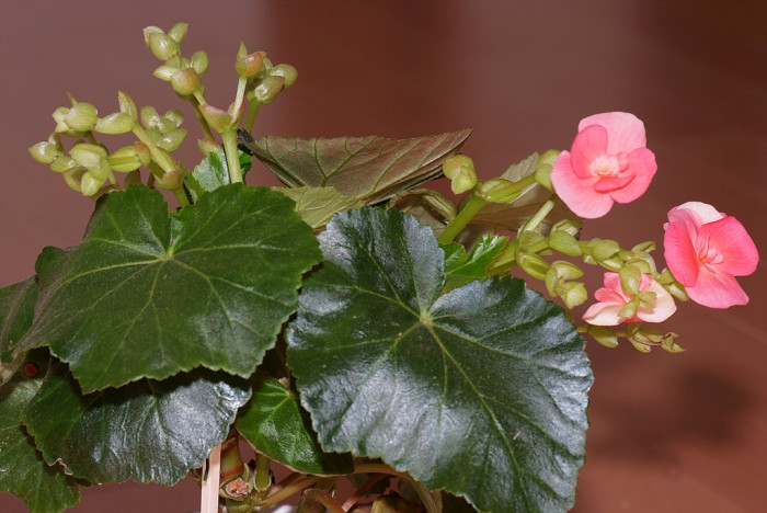 꽃베고니아 - Wax Begonias, Begonia semperflorens