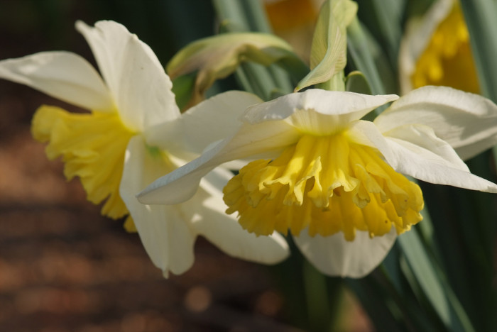 수선화 - daffodil, Narcissus tazetta var. chinensis