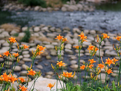 원추리 사진 - Hemerocallis fulva Photos