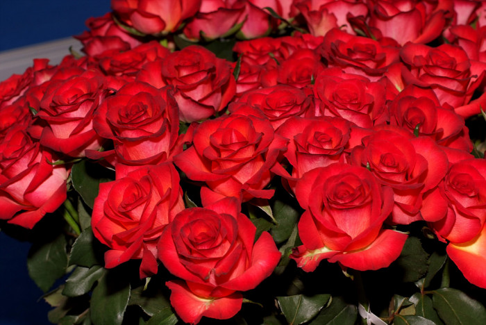 장미 - Rose, Rosa hybrida