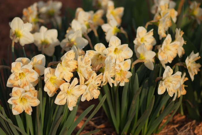 수선화 - daffodil, Narcissus tazetta var. chinensis