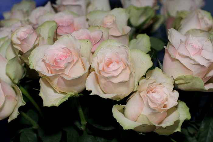 장미 - Rose, Rosa hybrida