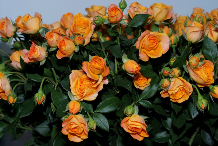 장미 - Rose, Rosa hybrida