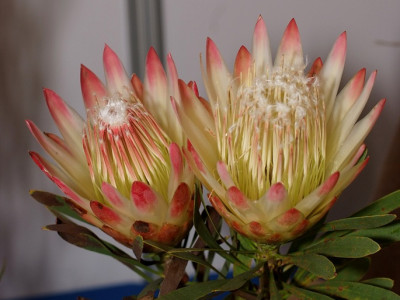프로티아 리펜스 사진 - Protea repens Photos