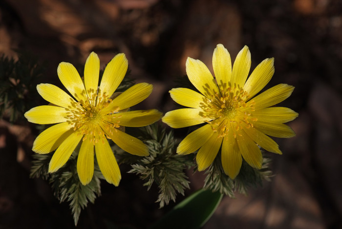 복수초 - Adonis amurensis