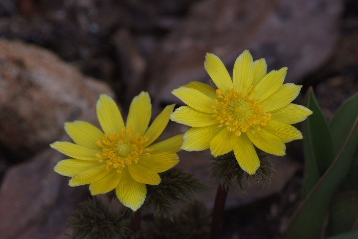 복수초 - Adonis amurensis