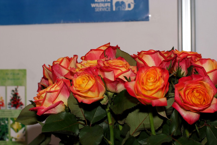 장미 - Rose, Rosa hybrida