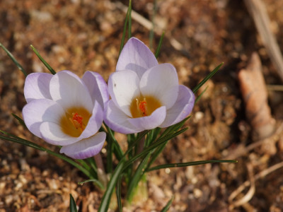 크로커스 사진 - Crocus spp. Photos