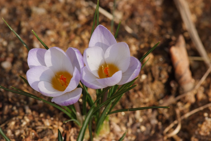 크로커스 - Crocus, Crocus spp.