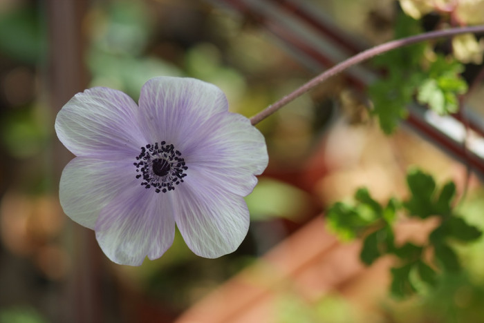 아네모네  - anemone, Anemone coronaria