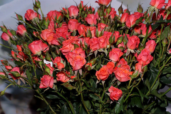 장미 - Rose, Rosa hybrida