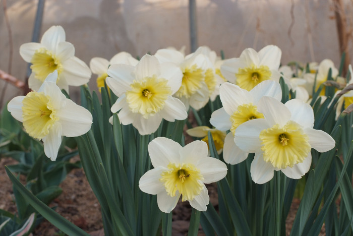 수선화 - daffodil, Narcissus tazetta var. chinensis