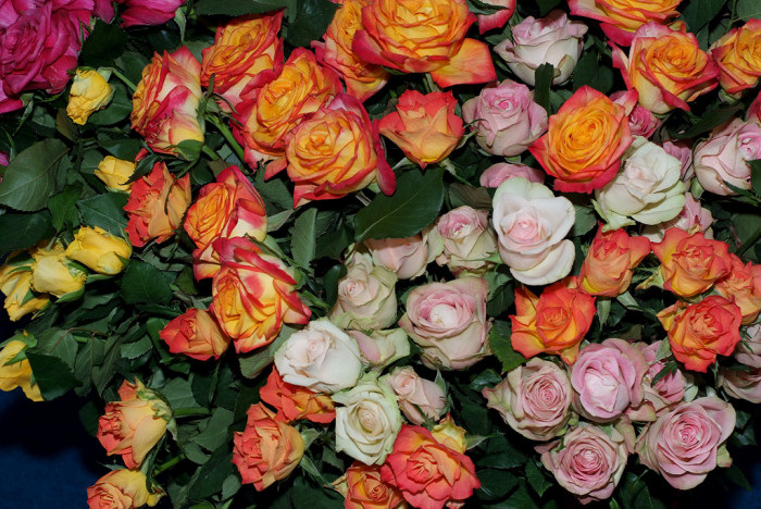 장미 - Rose, Rosa hybrida