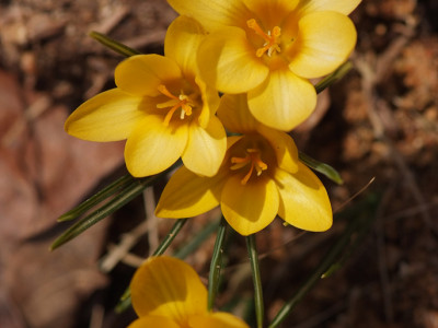 크로커스 사진 - Crocus spp. Photos