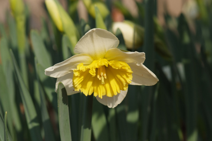 수선화 - daffodil, Narcissus tazetta var. chinensis