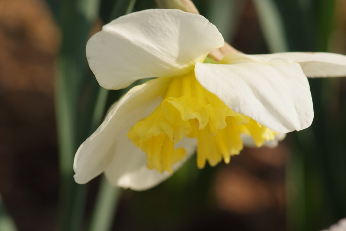 수선화 - daffodil, Narcissus tazetta var. chinensis