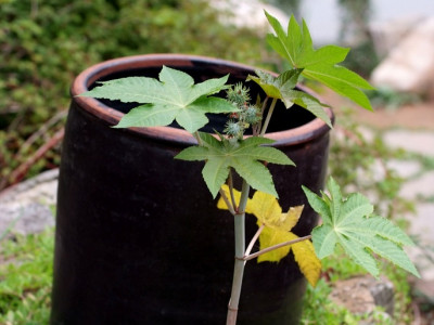 피마자 사진 - Ricinus communis L. Photos