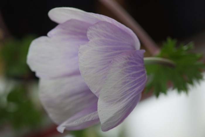 아네모네  - anemone, Anemone coronaria