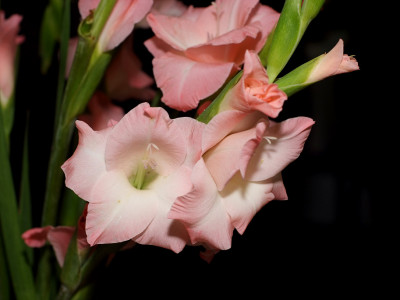 글라디올러스 사진 - Gladiolus gandavensis Van Houtte Photos