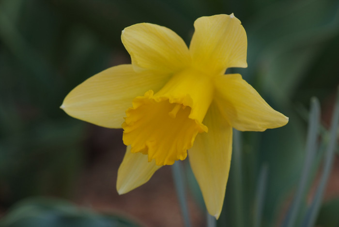 수선화 - daffodil, Narcissus tazetta var. chinensis