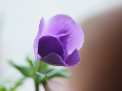 아네모네  사진 - Anemone coronaria Photos