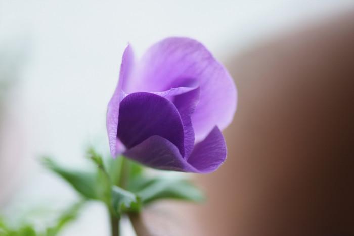아네모네  - anemone, Anemone coronaria