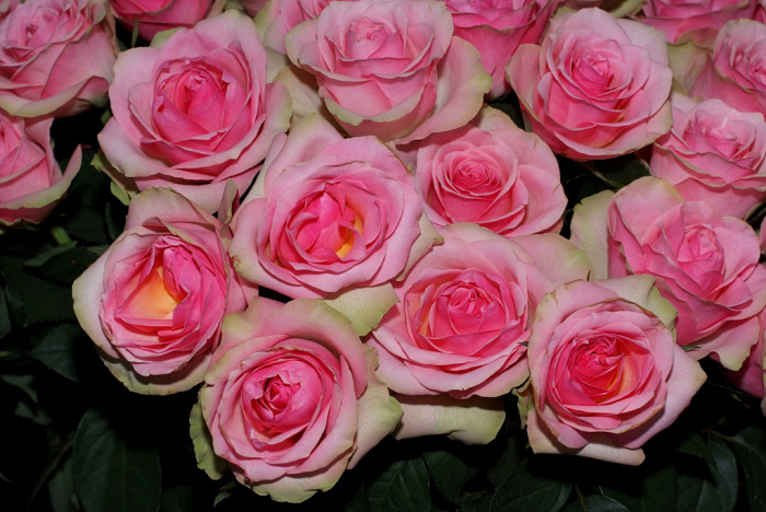 장미 - Rose, Rosa hybrida