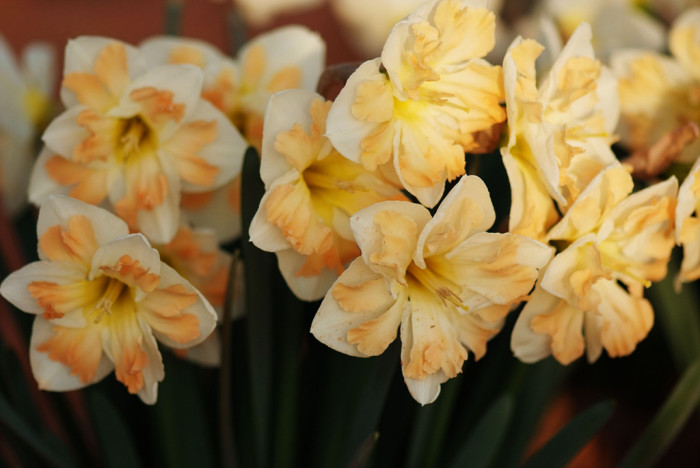 수선화 - daffodil, Narcissus tazetta var. chinensis