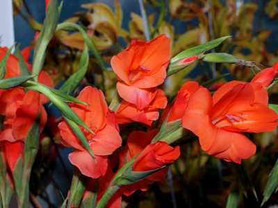 글라디올러스 사진 - Gladiolus gandavensis Van Houtte Photos