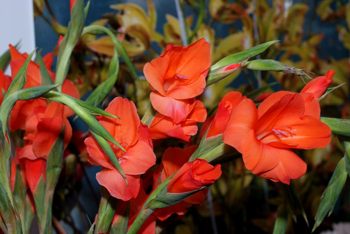 글라디올러스 - Gladiolus gandavensis Van Houtte