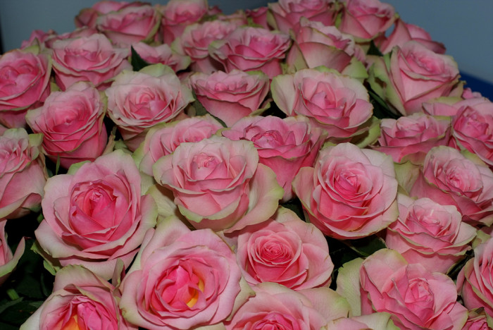 장미 - Rose, Rosa hybrida