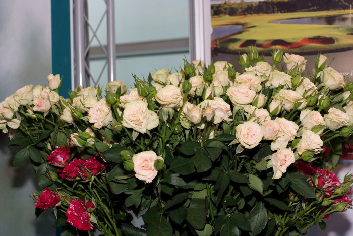장미 - Rose, Rosa hybrida