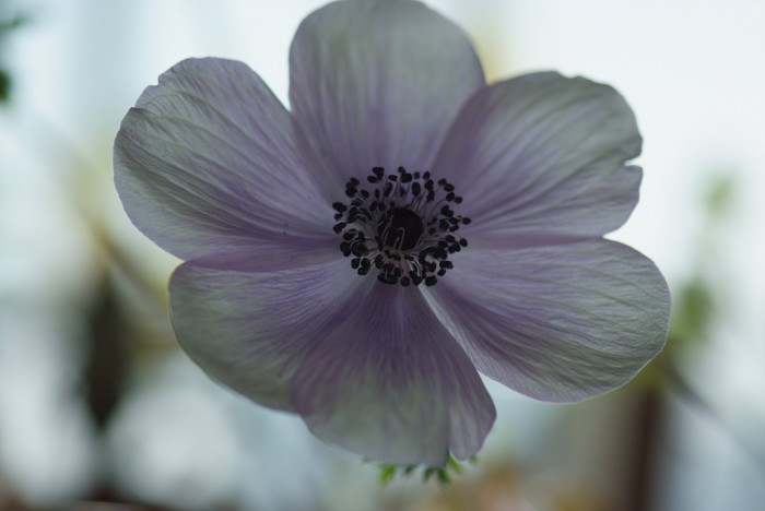 아네모네  - anemone, Anemone coronaria