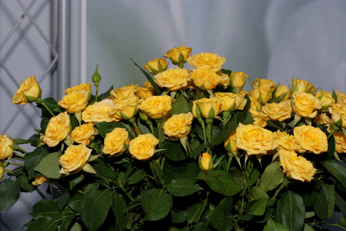 장미 - Rose, Rosa hybrida